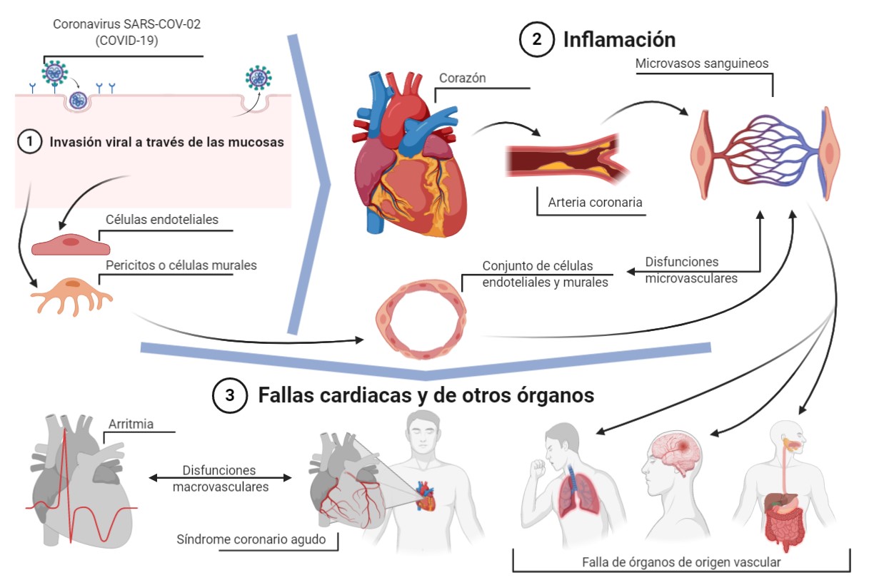 Afectación cardiovascular en COVID-19